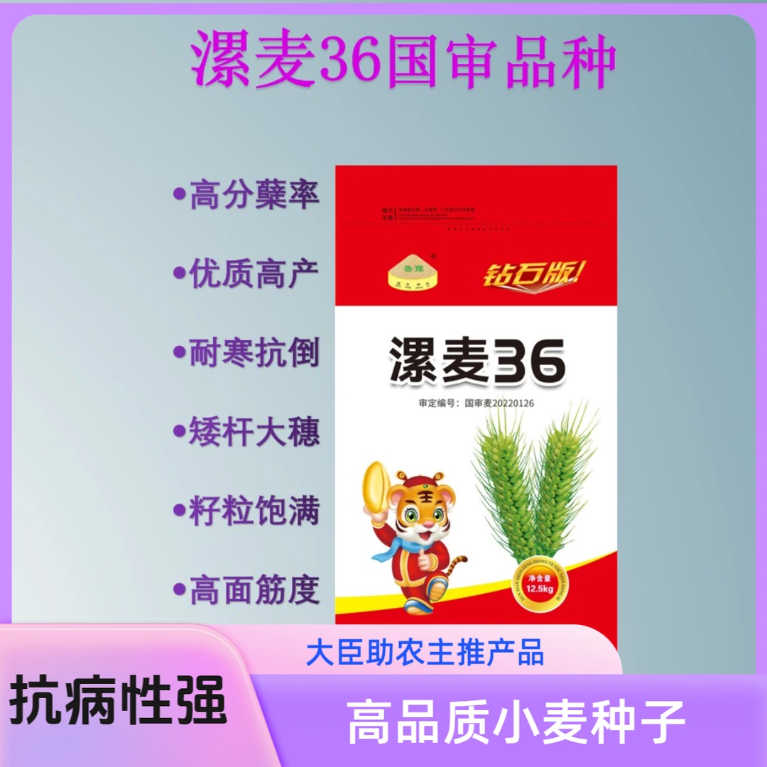 漯麦36国审小麦种子抗病抗倒抖音赋能稳产保障