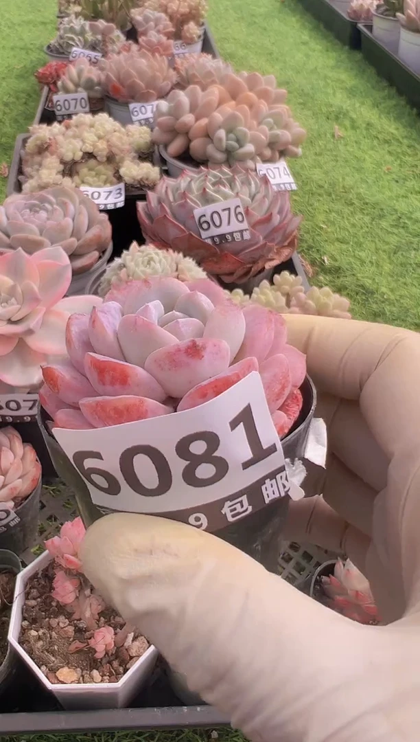 【闪购商品】信福多肉一物一拍