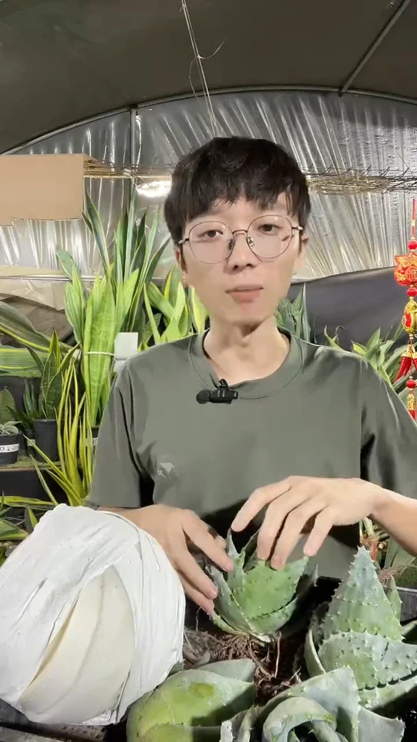 8-10厘米元宝芦荟裸根15.8