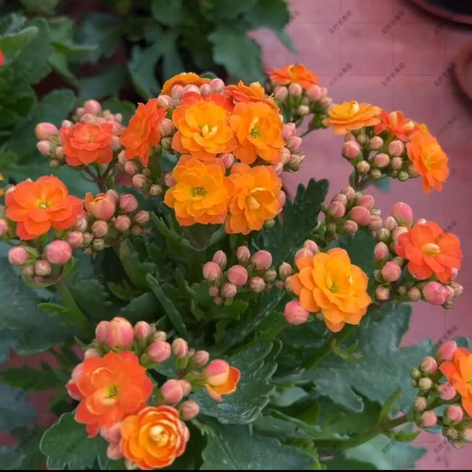 索尔丹～130大花苞大花