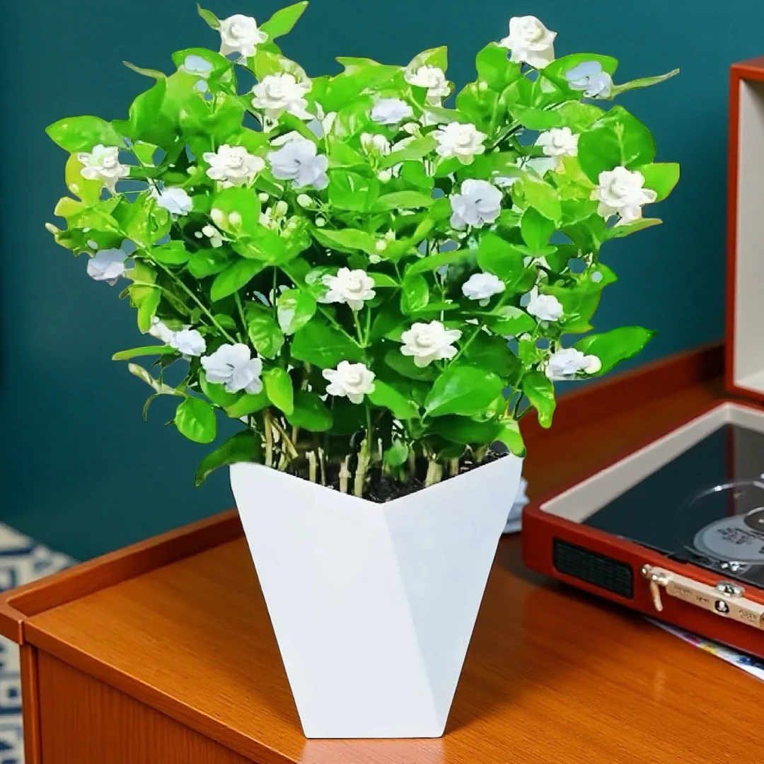 【带花苞】广西重瓣香水茉莉花盆栽浓香型适合庭院阳台开花好养活1