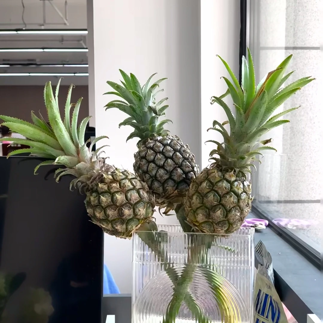 水培菠萝室内装饰绿植花卉鲜切花客厅桌面