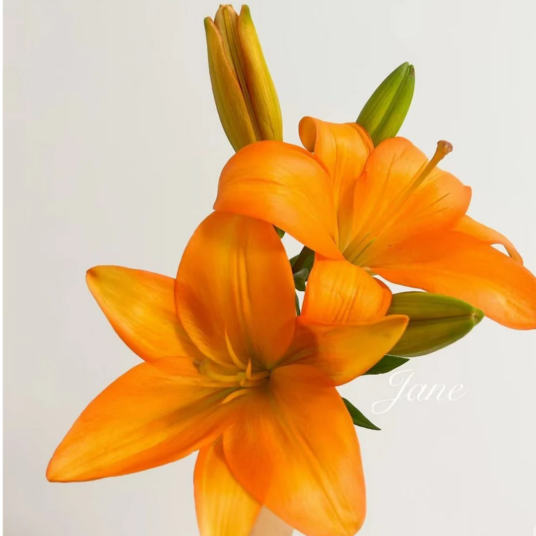 【多头橙色梦想】亚百合无香味 云南鲜花京东包邮