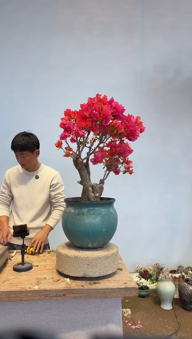 以实际为准弘*三角梅52