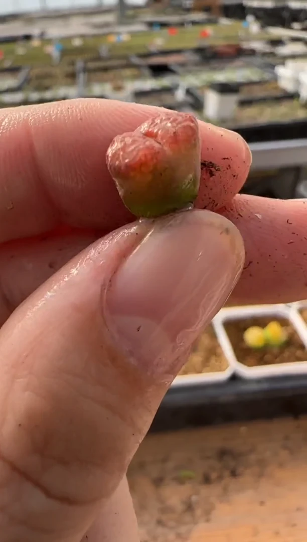 【闪购商品】20-290