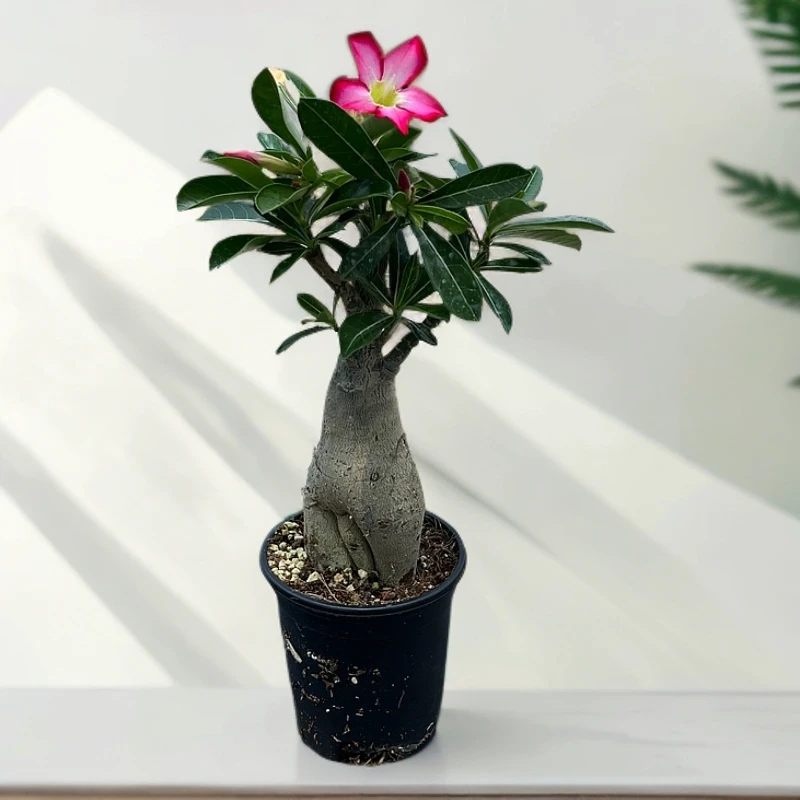 沙漠玫瑰花福利品带盆带土老桩好养易活懒人植物盆景