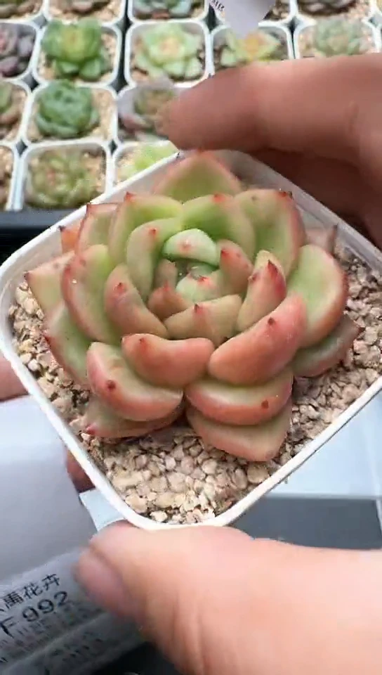 991F云禹多肉植物 默认脱土纸巾打包 3颗包邮