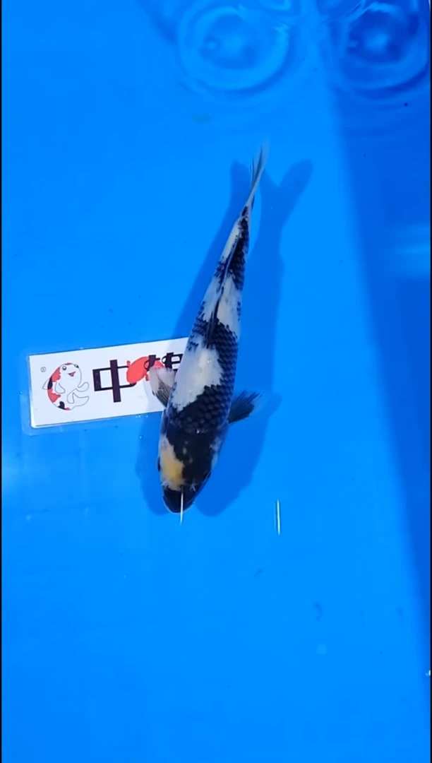 锦鲤【251214-04】白写 19公分 不详 寄养至26年12月