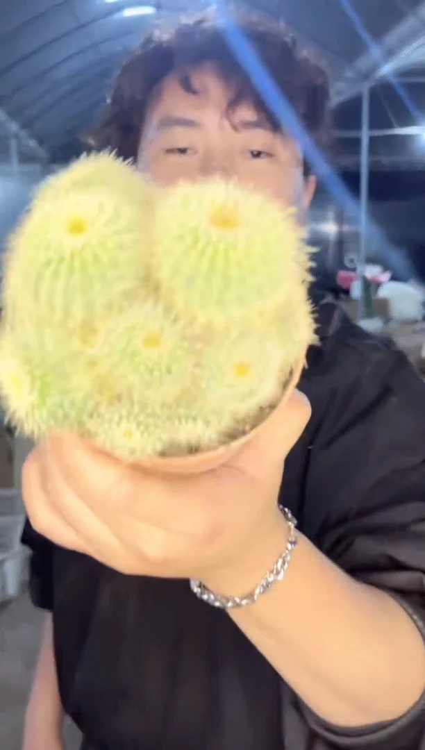 【闪购商品】金冠群生