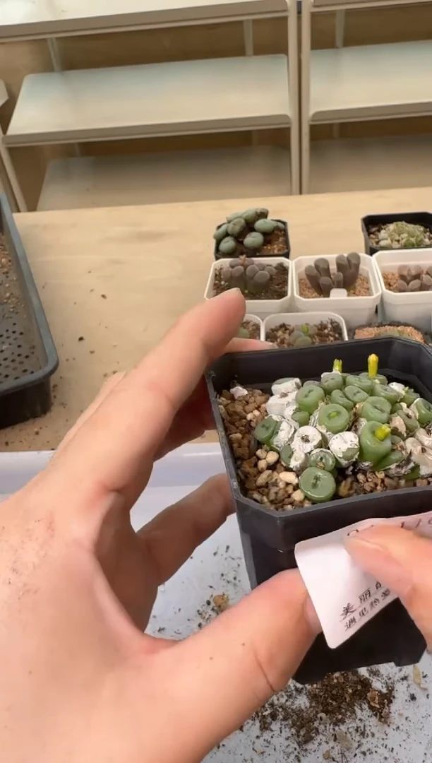 ✨***田24-116多肉植物肉锥