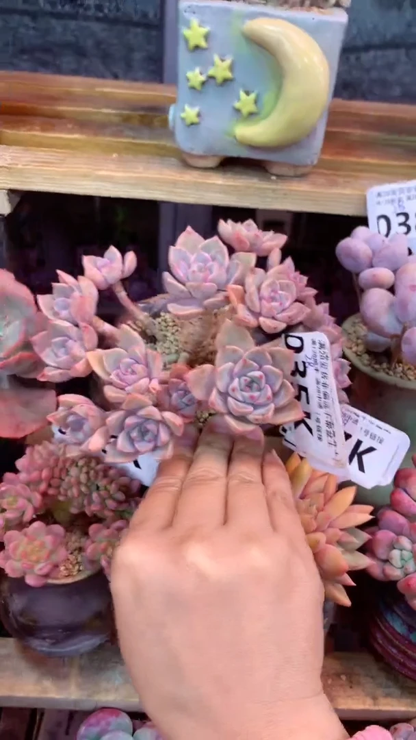 035K（一物一拍实付满28发货，默认不带盆土）