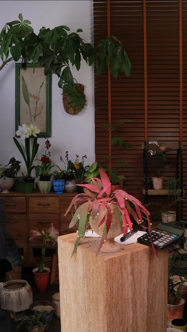 无花朵 红叶丝苇 带盆 种好发货 顺丰包邮