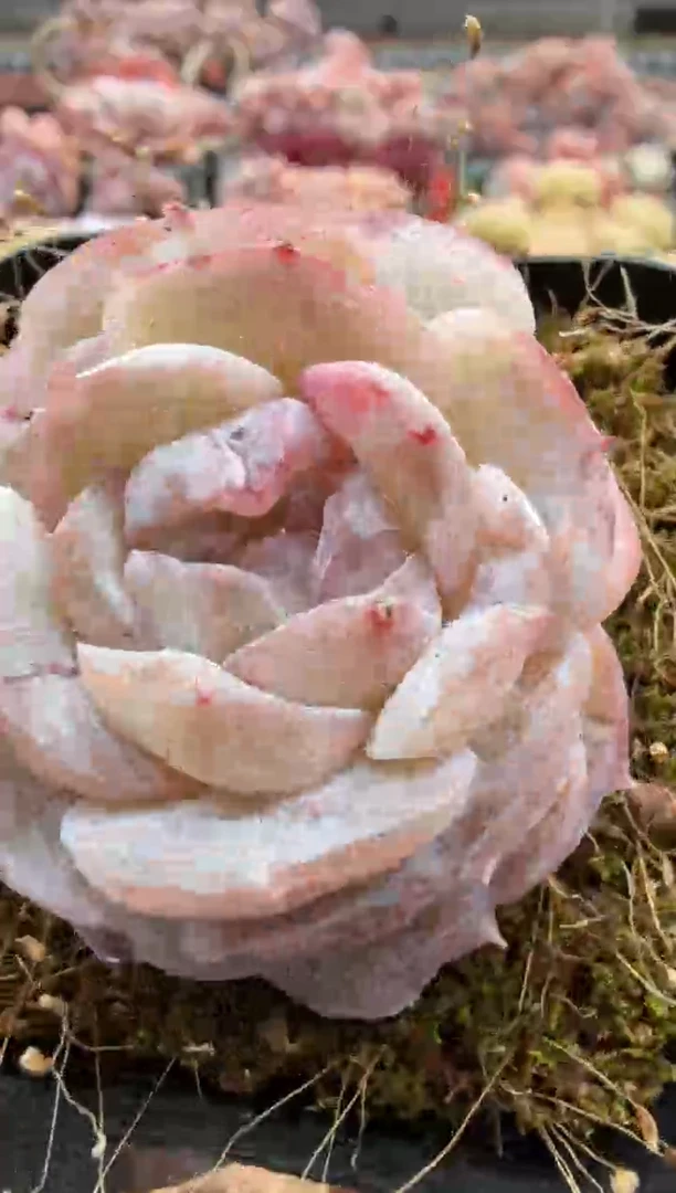 东云多肉园二店-154