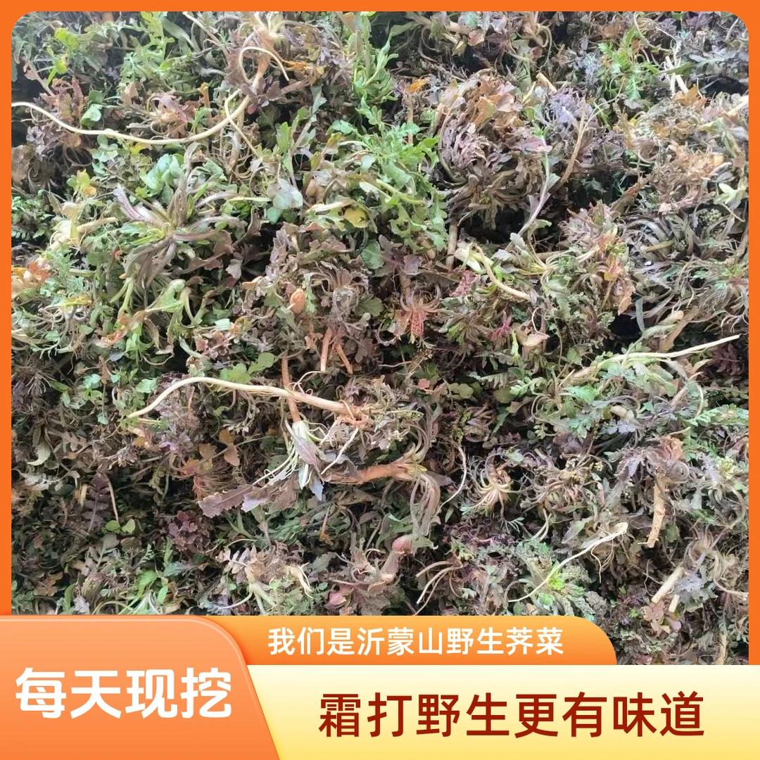 直播福利-沂蒙山荠菜野菜现挖现发包饺子山荠菜小叶荠菜新鲜