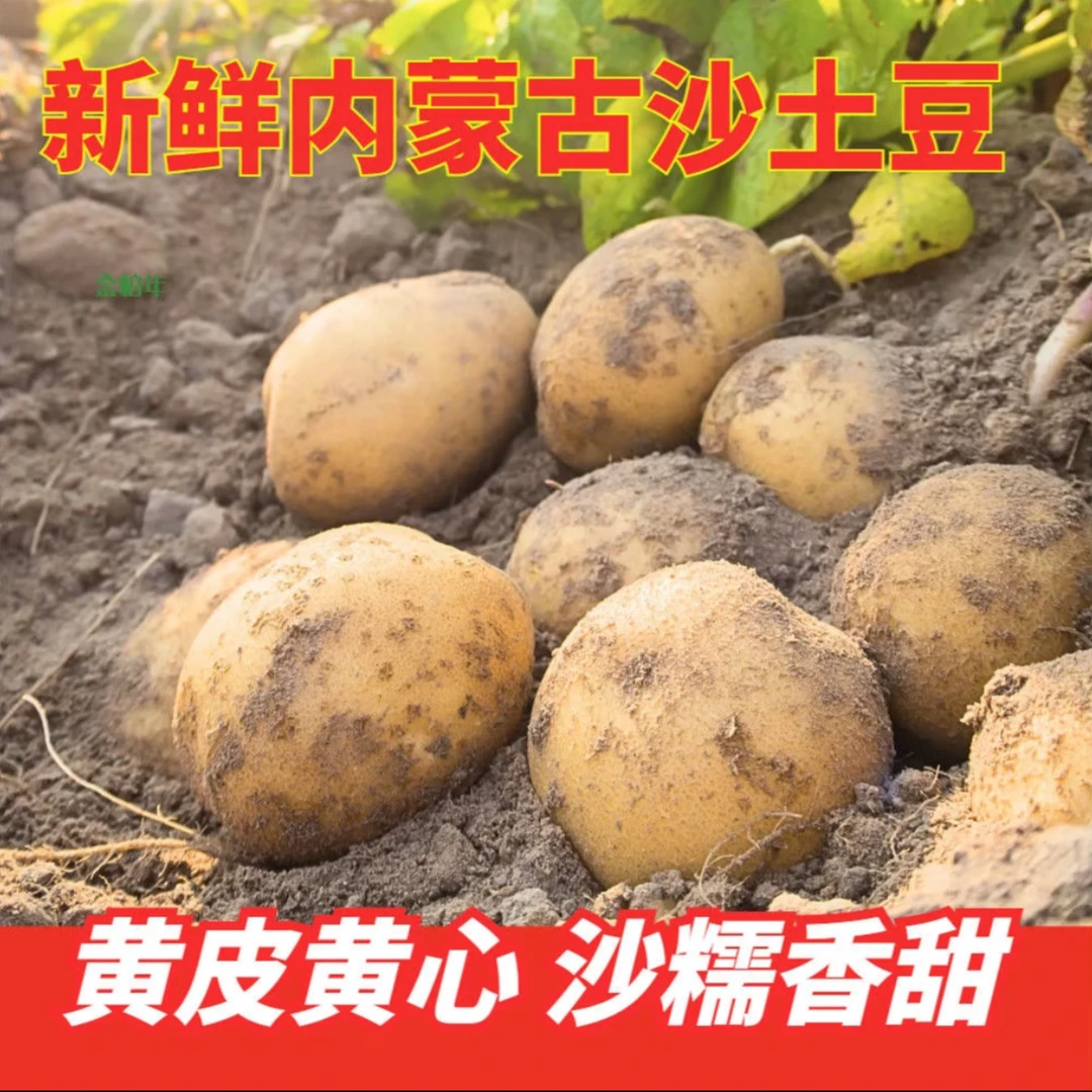 【内蒙古产地直发】新鲜现挖沙糯粉面黄皮黄心土豆炒菜炖汤必备蔬菜