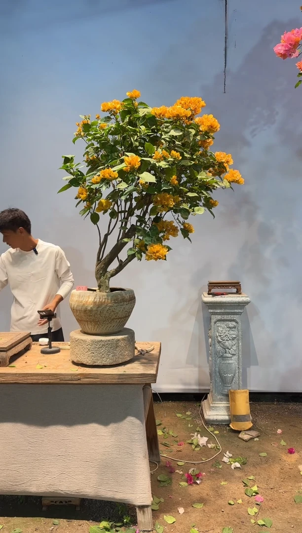 全部花朵穿****林三角梅41