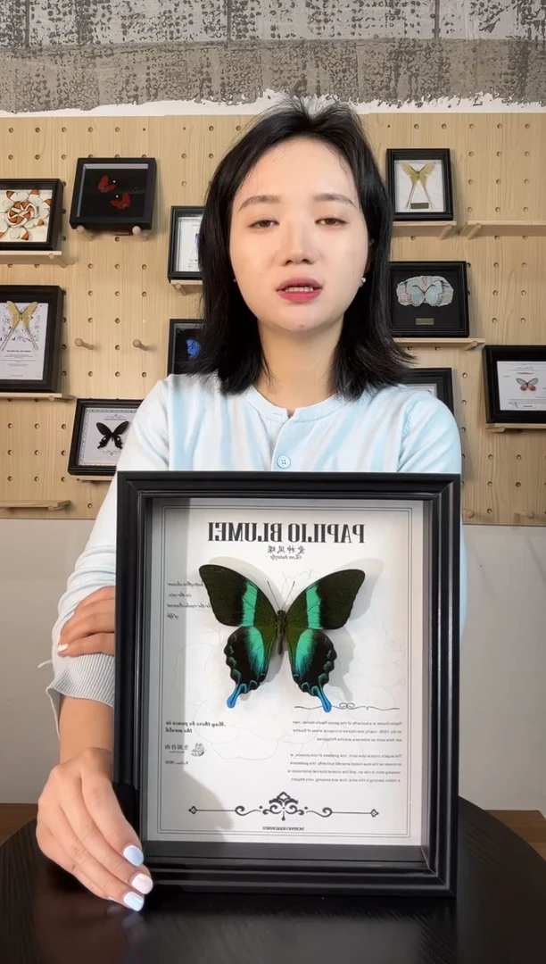 爱神凤蝶（蝴蝶装饰画A4框）