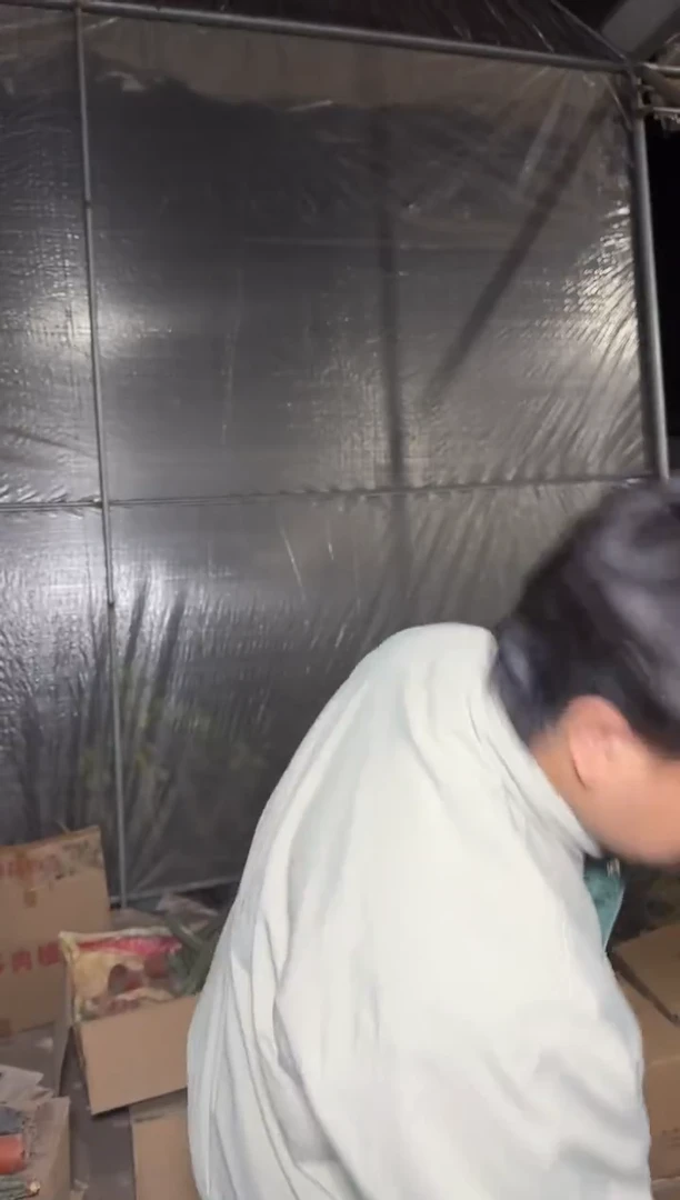 大号 龙神木【带根】不指定带侧芽