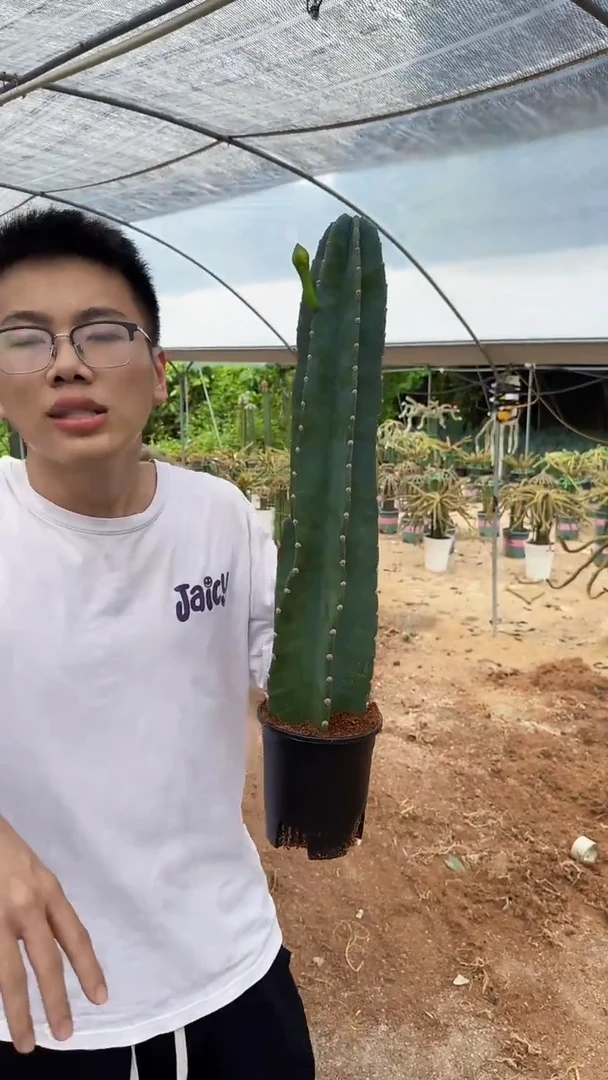 【带根】30cm+量天尺 不指定带花苞