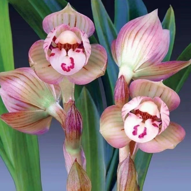 程然花卉自然种植100-1000(一物一拍，请勿乱拍)