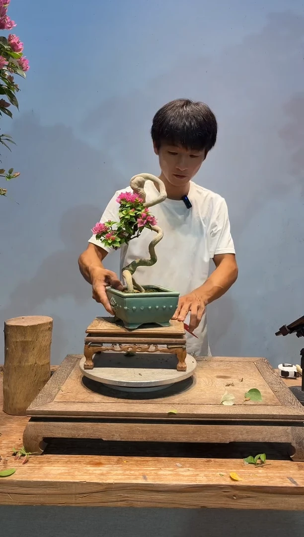 全部花朵香*阁三角梅33