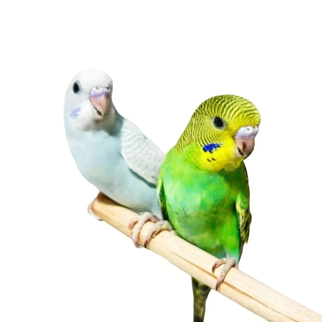 JF鸟笼2只鹦鹉亲人粘人到家能上手