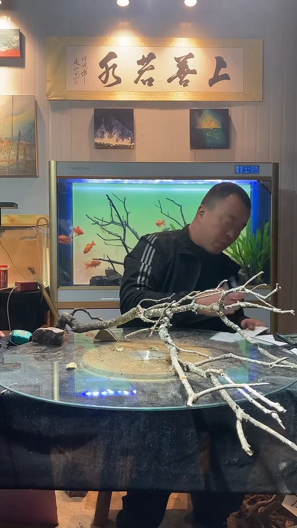 155号天然黄栎木适合80-90缸