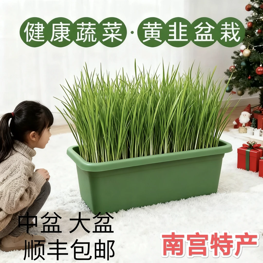 韭菜根苗黄韭盆景南宫特产紫根细叶韭菜盆栽冬天水培现挖带土四季