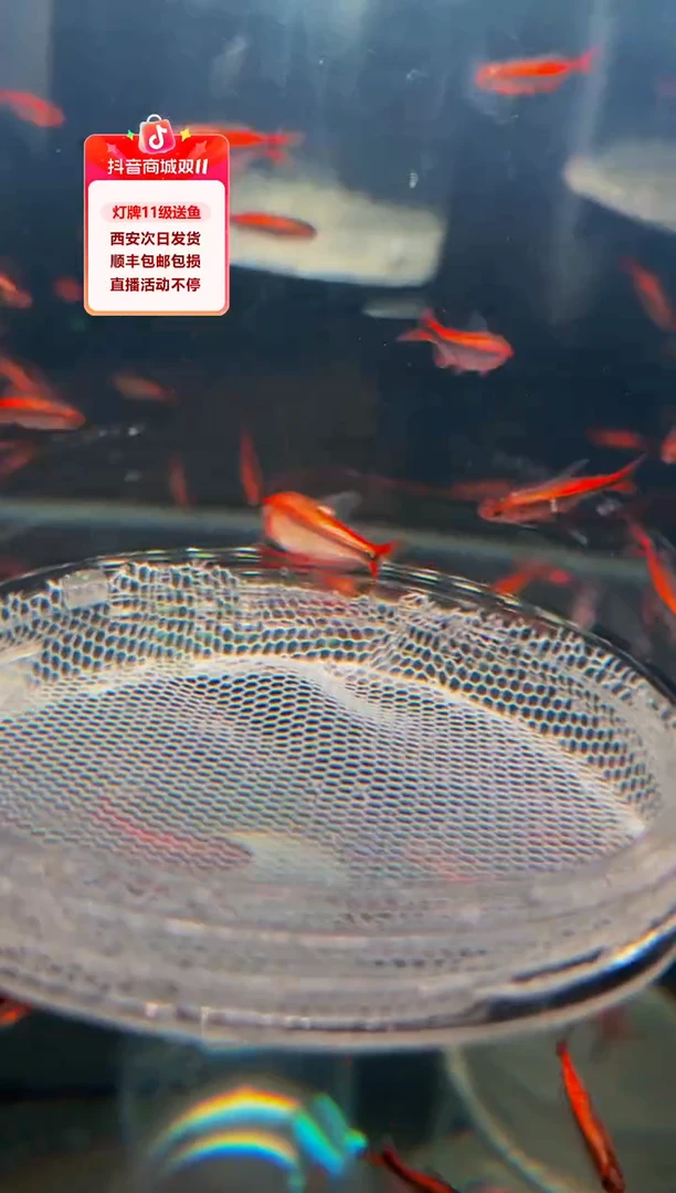 灯科鱼我***鱼白金红火蚁1条