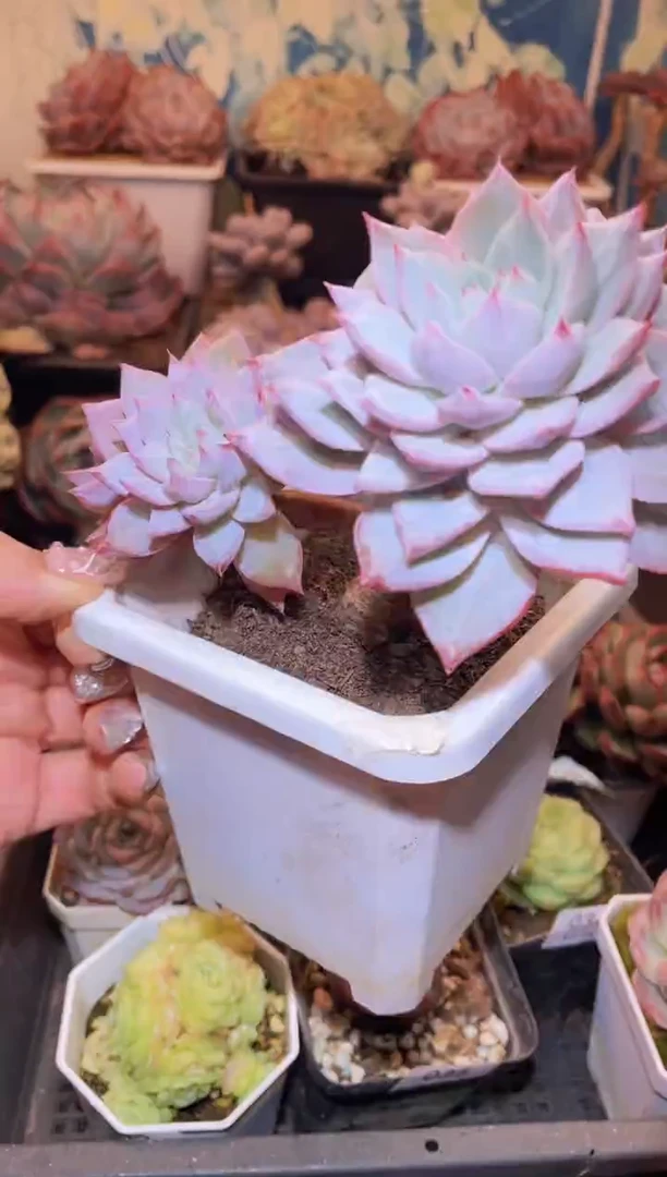 【闪购商品】040粉蓝鸟多肉