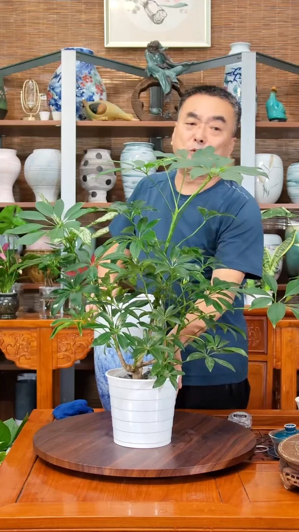 无花朵用****4水之韵水培鸭掌木