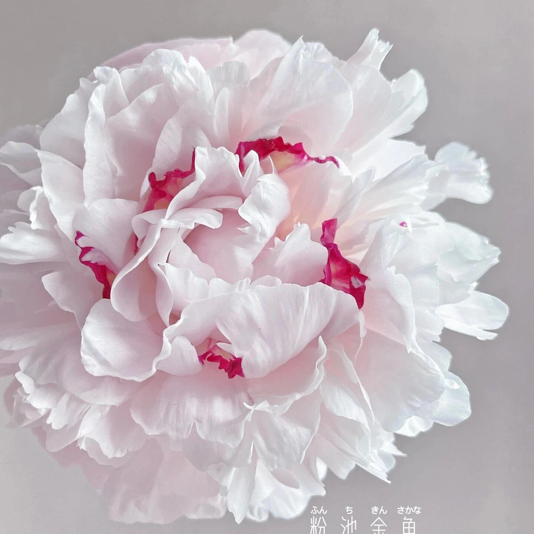 【粉池金鱼】山东菏泽芍药基地家用直发头茬精品重瓣粉色芍药