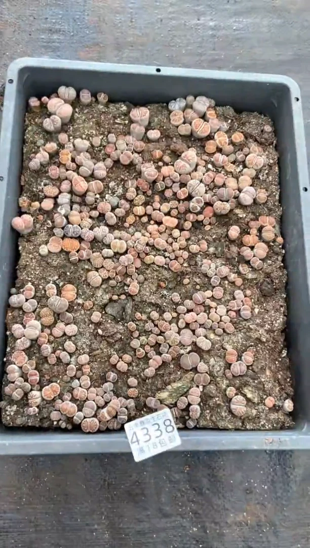 4338特价菊纹章框有疤瑕疵带土不带盆发货