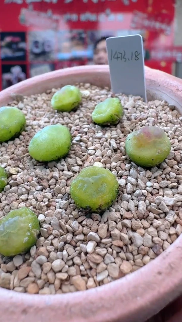 【闪购商品】26-25拉登1473.18一颗