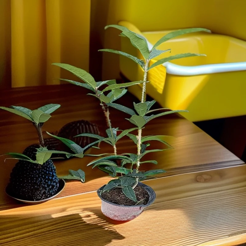 原盆红桂花红天香四季开花植物造景庭院地栽室内阳台盆栽树苗..