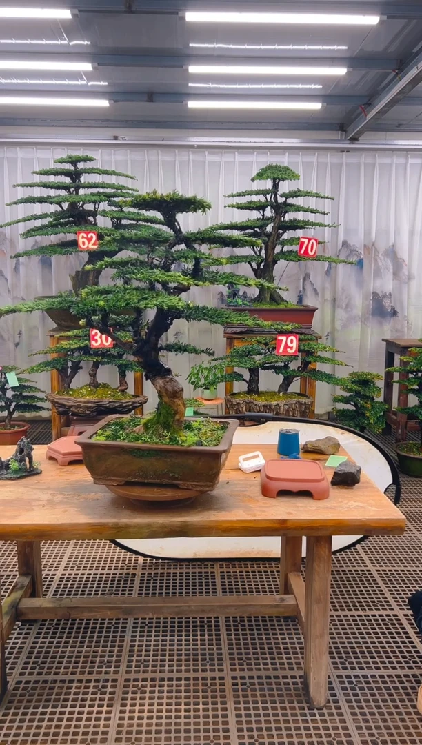 无花朵同**练精品盆景直播间一物一拍