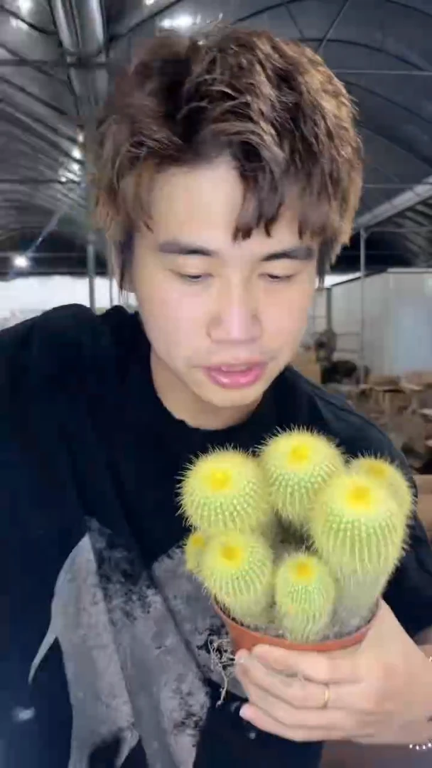 金丝猴 群生【带根】10cm+