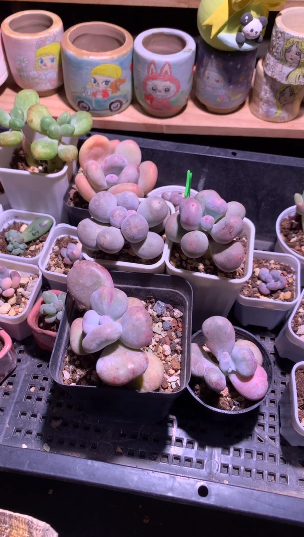 Y*送点赠品哈哈哈