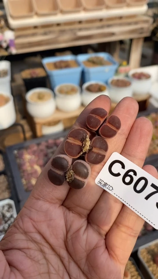 6075直播一物一拍