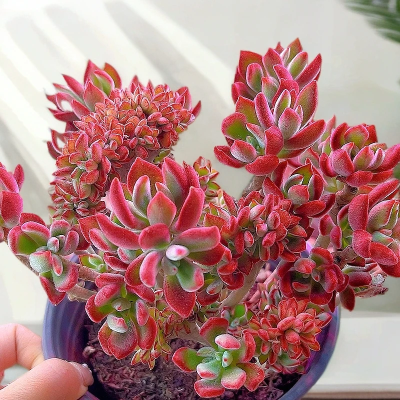 米淇家的红兔耳锦晃星多肉植物脱土发