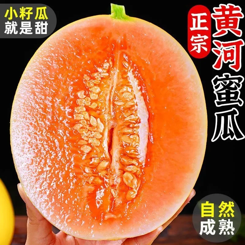 【书记专属】黄河蜜瓜现采现发金红脆瓜