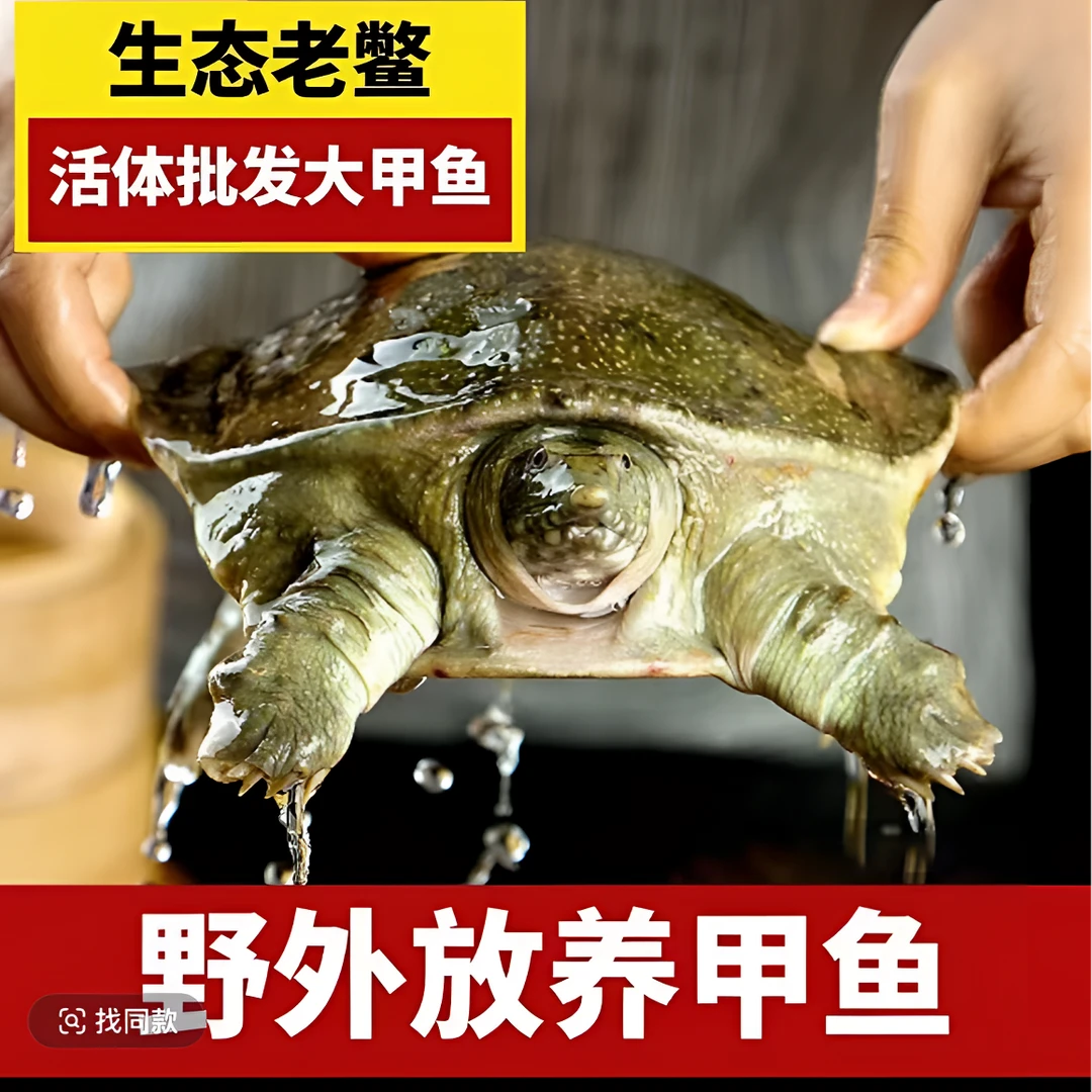 2只(6-7斤) 大甲鱼农户直发生态甲鱼外塘散养包邮发货