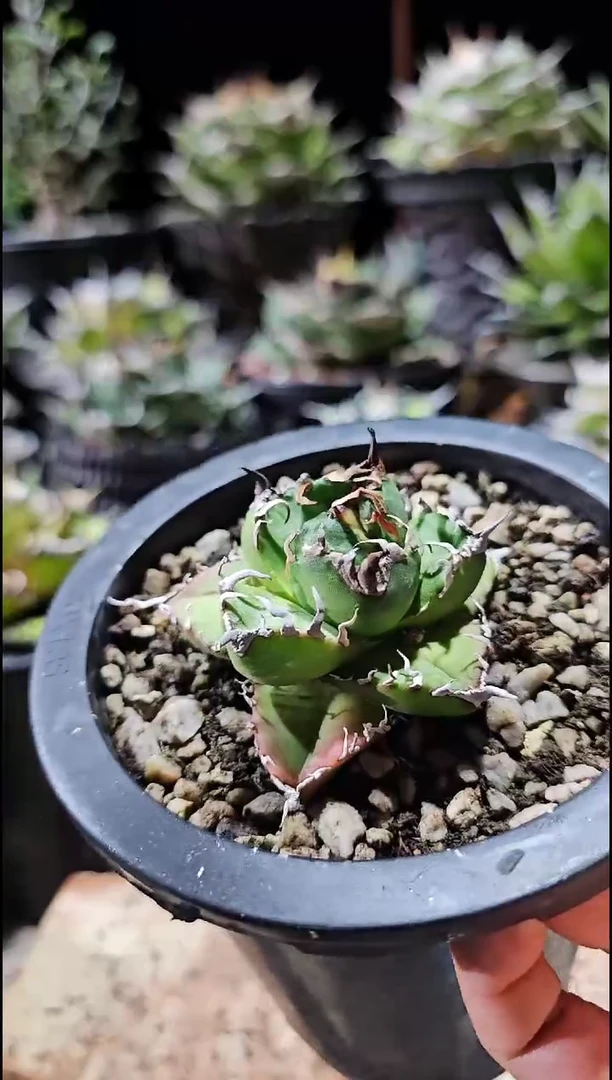 魔丸 有根苗 基因保证非组培 (直播特价/下播结束)