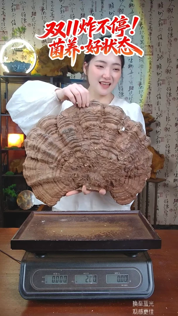 平盖灵芝中国大陆【藏区 野生】树舌灵芝（3.16斤）30-40年份