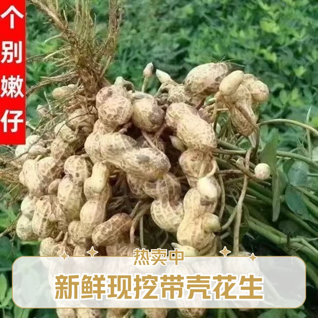 小强专属[新鲜湿花生]2025年湿花生现挖现发带壳花生
