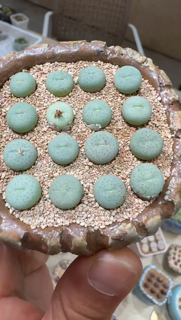 137多肉植物肉锥奶油嘴一颗