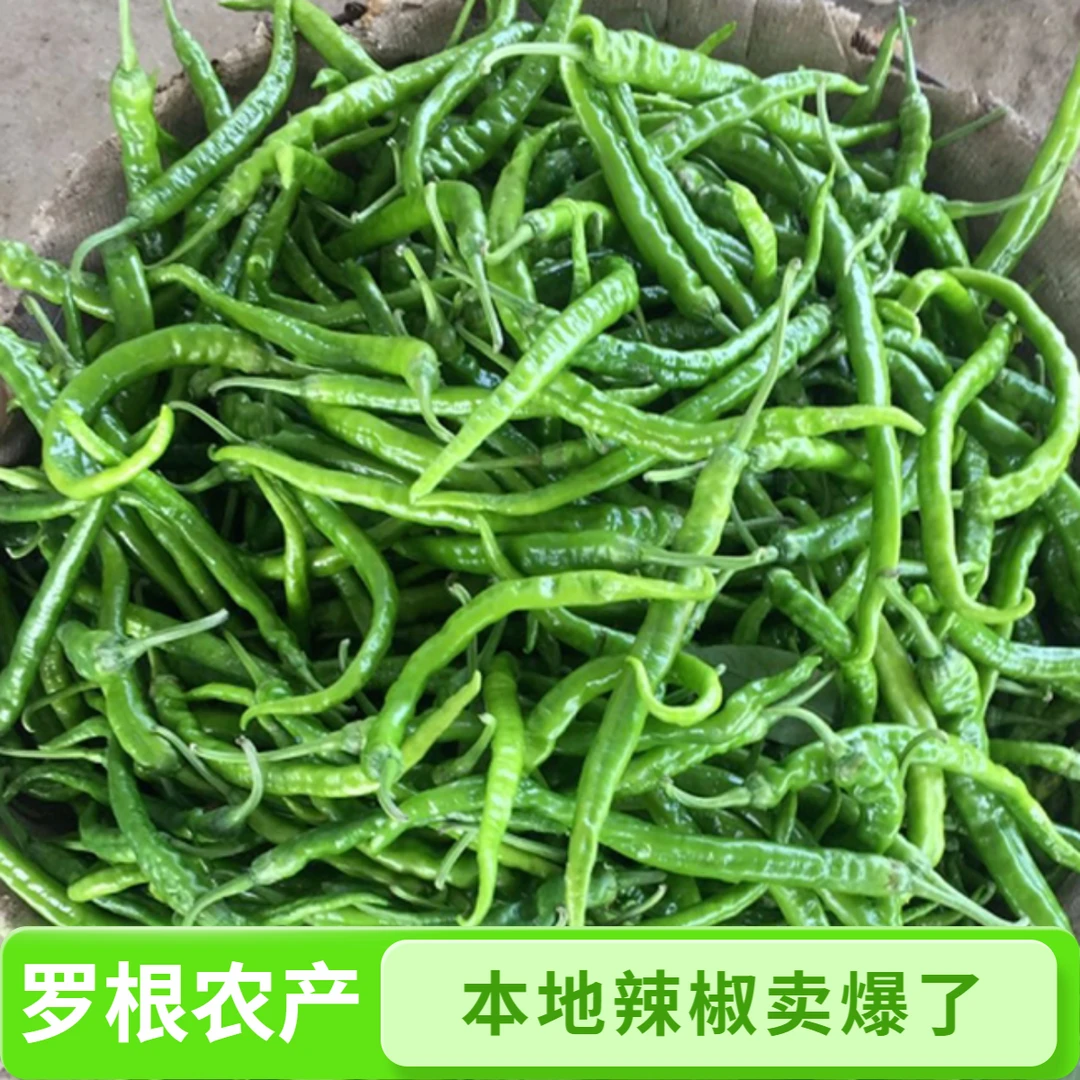 湖南衡阳种植新鲜青辣椒湖南本地螺线椒土辣椒湖南本地蔬菜辣椒