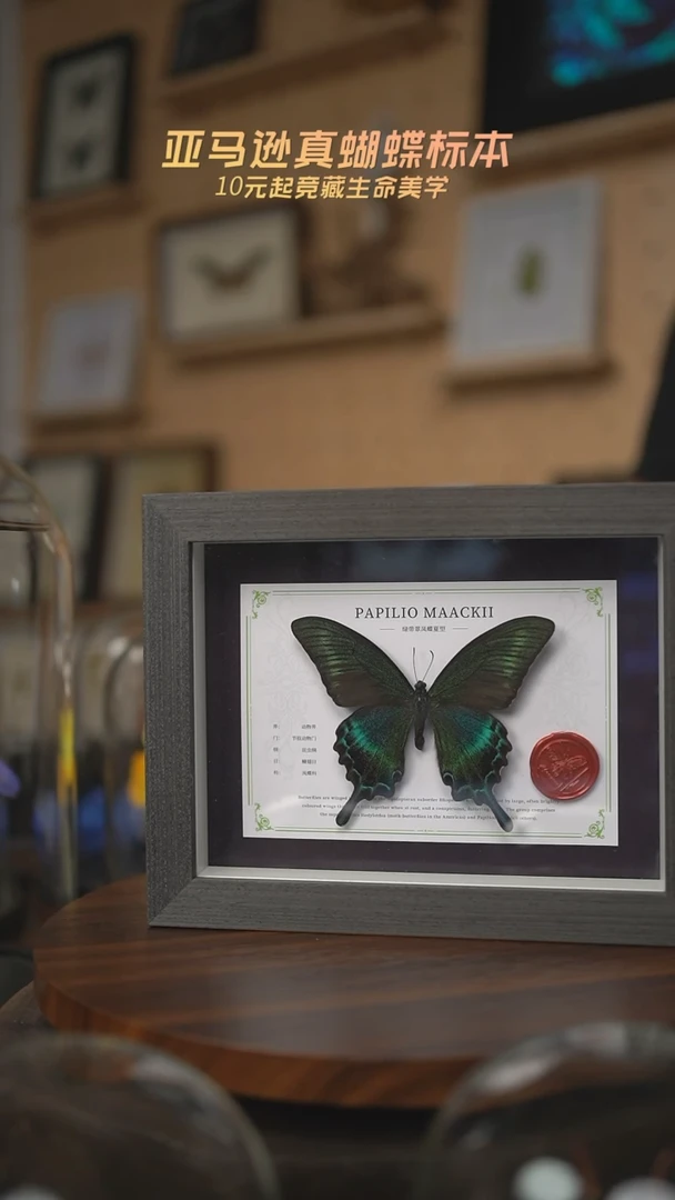 有机玻璃绿带翠凤蝶