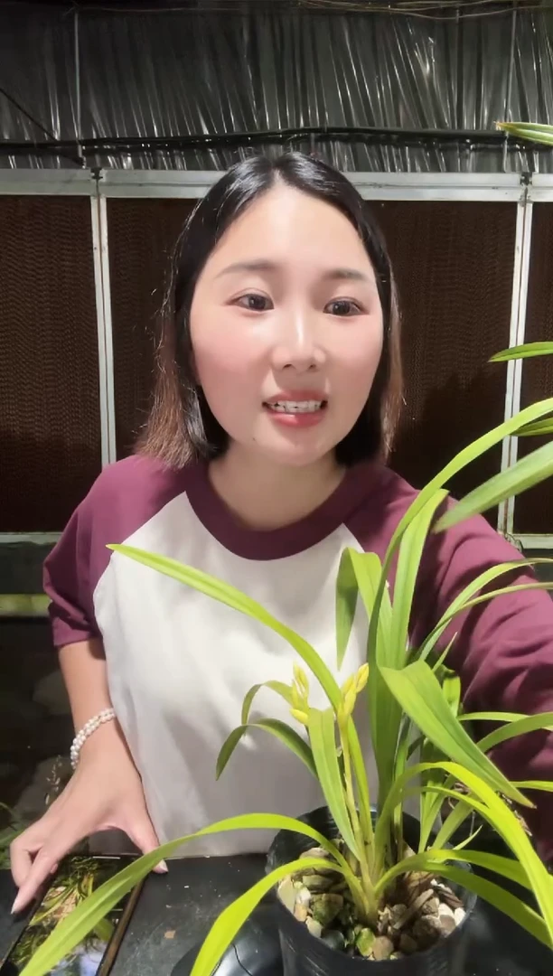 无花朵青山玉泉4苗带花苞