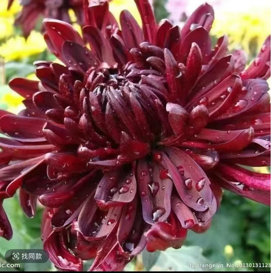 【墨菊】菊花盆栽带花苞发货大花特色花卉绿植